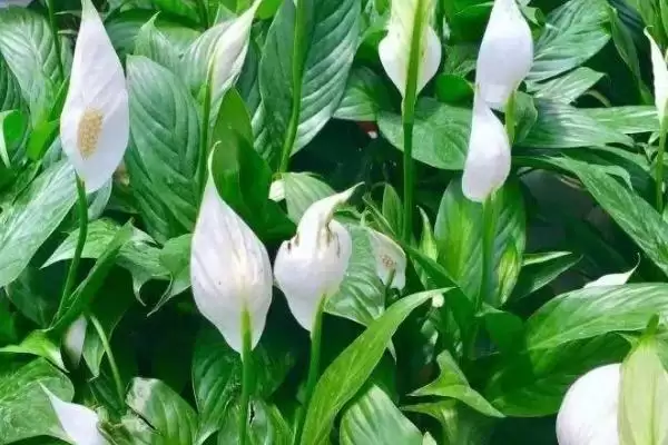 白掌的繁殖方式,白掌的繁殖方法有哪些种类插图1