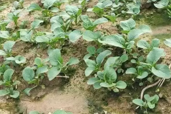 菜苔怎么进行选种呢及要点呢,菜苔怎么选种插图2