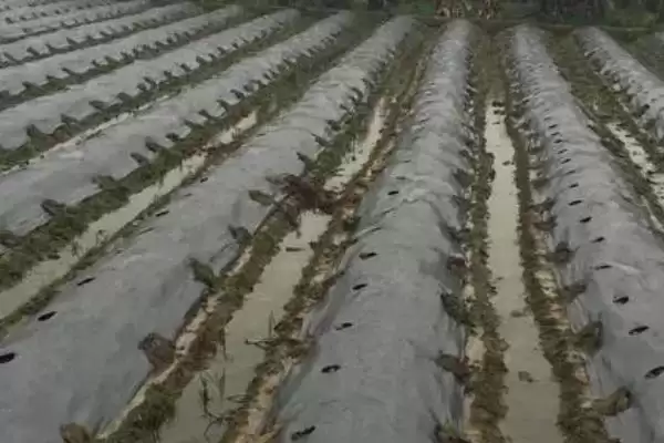 地膜土豆与胡萝卜套种技巧,地膜土豆与胡萝卜套种有哪些技巧插图2 地膜土豆与胡萝卜套种技巧,地膜土豆与胡萝卜套种有哪些技巧插图2