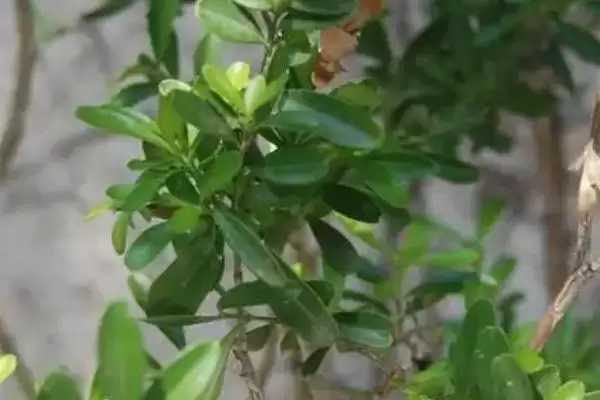倒心形叶子的植物种类,倒心形叶子植物有哪些常见的种类插图7