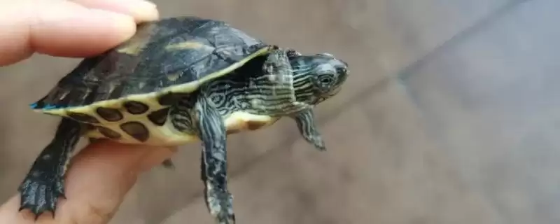擦药时怎样让乌龟伸出头呢,擦药时如何让乌龟伸出头插图 擦药时怎样让乌龟伸出头呢,擦药时如何让乌龟伸出头插图