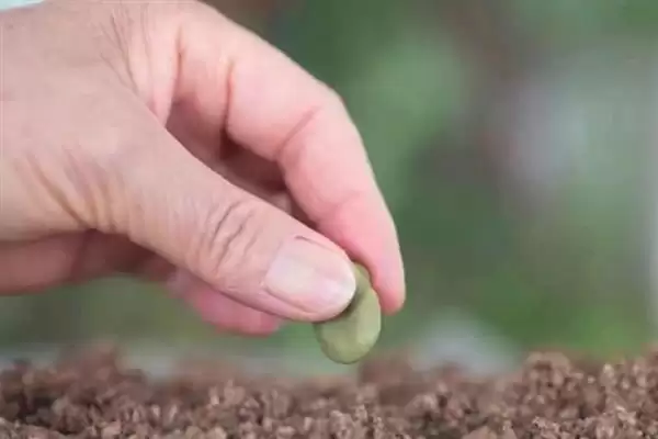 种植蚕豆行距30厘米株距多少？插图5