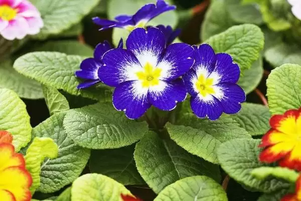 报春花的繁殖方法和方式是怎样呢,报春花的繁殖方法插图3