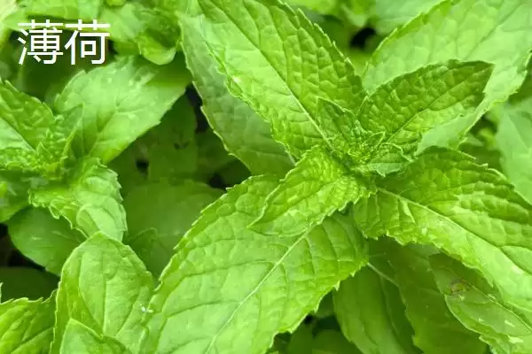 薄荷与猫薄荷有哪些方面的区别呢,薄荷与猫薄荷有什么区别插图1