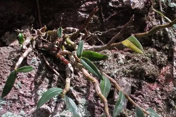 耳环石斛的基本介绍,耳环石斛一般是指哪种石斛植物插图1