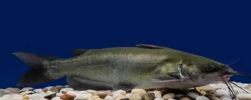 斑点叉尾鮰和江团有哪些区别呢,斑点叉尾鮰和江团的区别-会东网