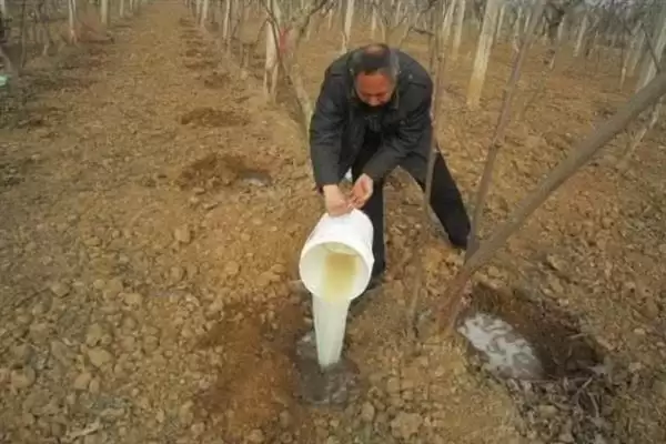 毒死蜱的使用方法量,毒死蜱使用方法和用量有何不同插图4