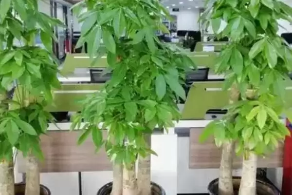 发财树摆放的禁忌,发财树摆放有哪些禁忌插图1