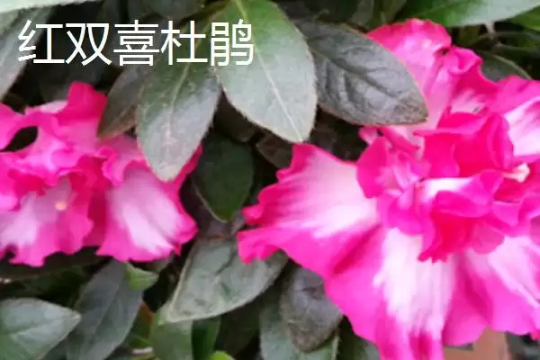 杜鹃花的分类情况,杜鹃花的分类有哪些常见的种类插图5