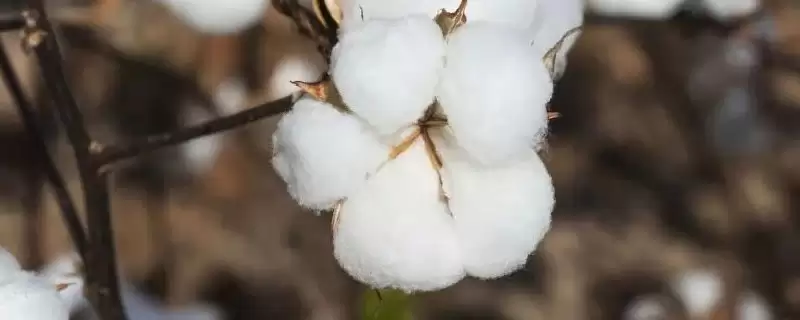 春棉转基因杂交品种南农996棉花种子全介绍-会东网