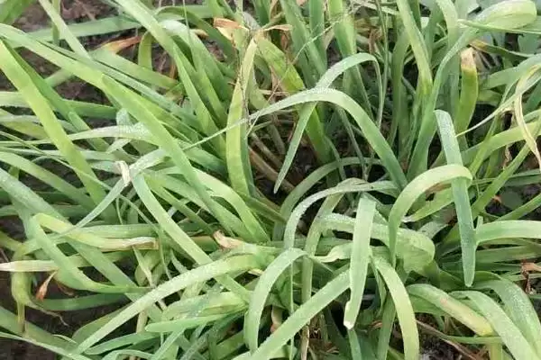 韭菜灰霉病疫病棉疫病致烂叶原因全解析揭秘插图2 韭菜灰霉病疫病棉疫病致烂叶原因全解析揭秘插图2