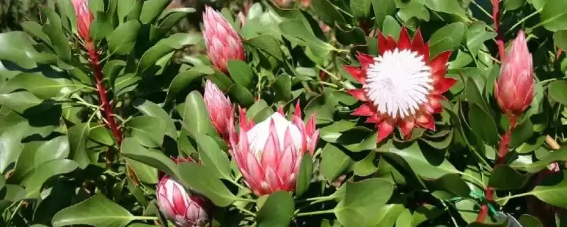 帝王花的养殖方法要点,帝王花的养殖方法需怎样的环境-会东网