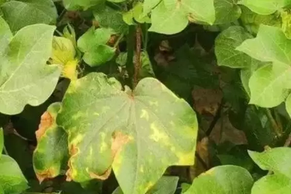 种植密大氮肥多等致棉花黄萎病发病原因解析插图2