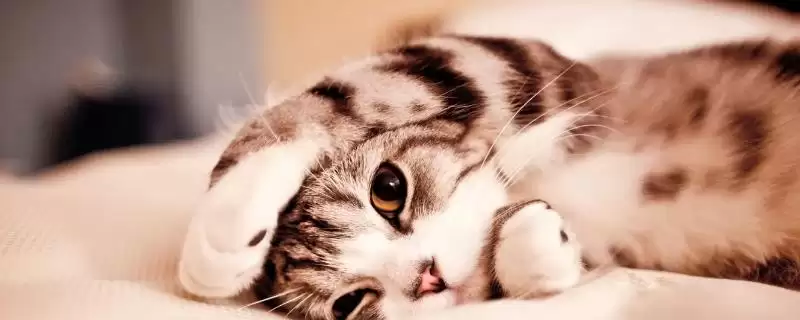 被猫抓伤出血需不需要打针呢,被猫抓伤出血要打针吗-会东网