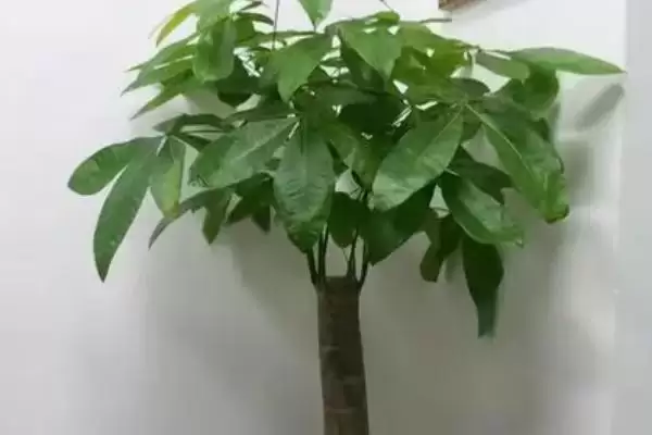 发财树播种繁殖方法,发财树如何进行播种繁殖的操作插图1 发财树播种繁殖方法,发财树如何进行播种繁殖的操作插图1