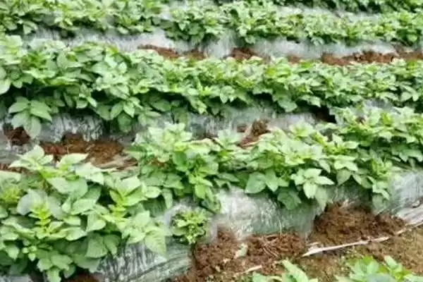 地膜土豆与胡萝卜套种技巧,地膜土豆与胡萝卜套种有哪些技巧插图3 地膜土豆与胡萝卜套种技巧,地膜土豆与胡萝卜套种有哪些技巧插图3