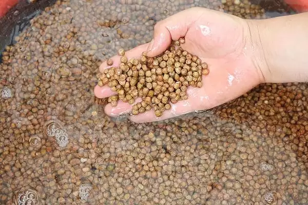 冬天大棚芹菜育苗时间,冬天大棚芹菜育苗在何时进行插图2