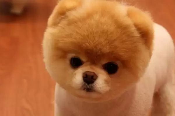 哈多利系博美犬的价格多少,哈多利系博美犬价格几千至几万元不等吗插图1