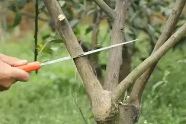 柑橘树开花时间季节 ,柑橘树一般在什么时间开花插图2