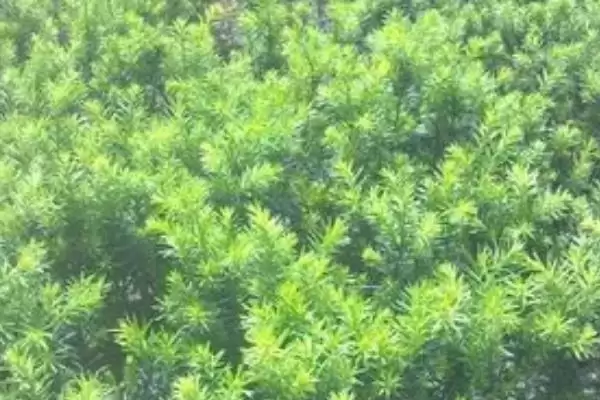 红豆杉的繁殖技术有哪些呢,红豆杉可有性繁殖也可无性繁殖吗插图9 红豆杉的繁殖技术有哪些呢,红豆杉可有性繁殖也可无性繁殖吗插图9