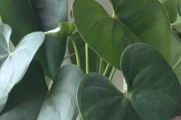 红掌不红的原因及解决方法,红掌不红因光照不足或花期未到怎么解决呢插图1