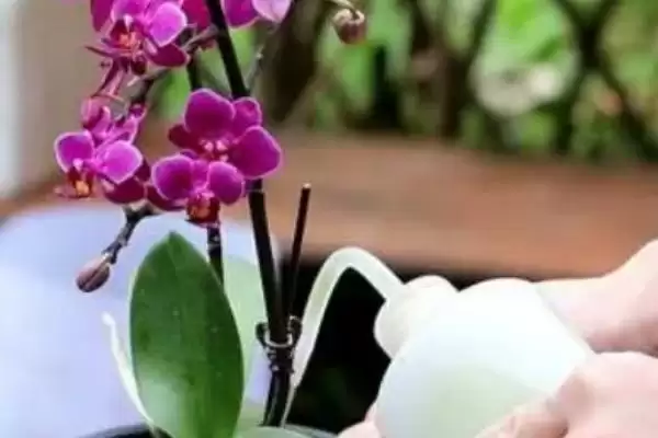 蝴蝶兰浇水方法干后浇水有啥讲究吗,蝴蝶兰的浇水方法，平时干后浇水对吗？插图1