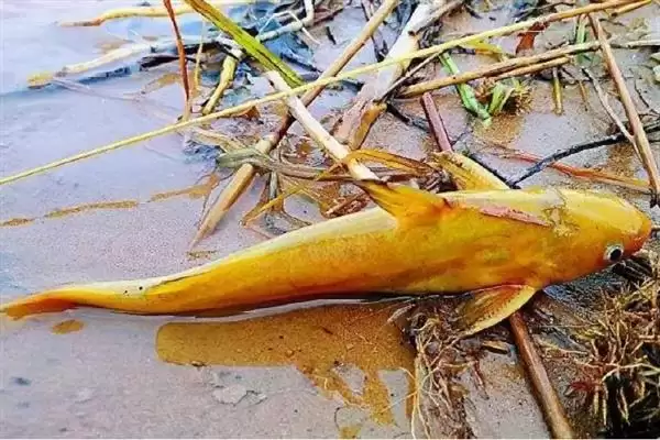 黄辣丁栖息地缓流多水草浅区,黄辣丁的栖息环境介绍，是这样的吗？插图2