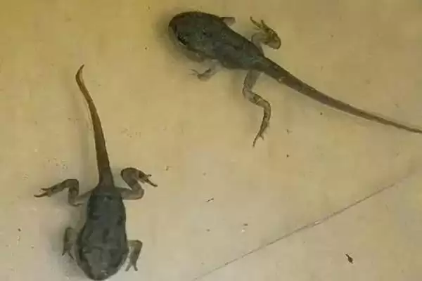 黑斑蛙怎么进行养殖好呢,黑斑蛙先喂鲜活诱饵再过渡到人工饲料养殖吗插图4