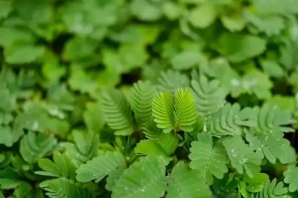 含羞草叶片发黄如何处理呢,含羞草叶片发黄转移至背阴处可缓苗复壮吗插图2