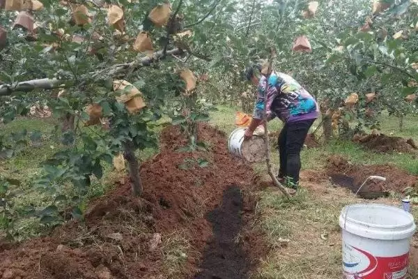 果树施肥有哪些实用技巧呢,果树施肥应根据树龄来合理进行吗插图2 果树施肥有哪些实用技巧呢,果树施肥应根据树龄来合理进行吗插图2