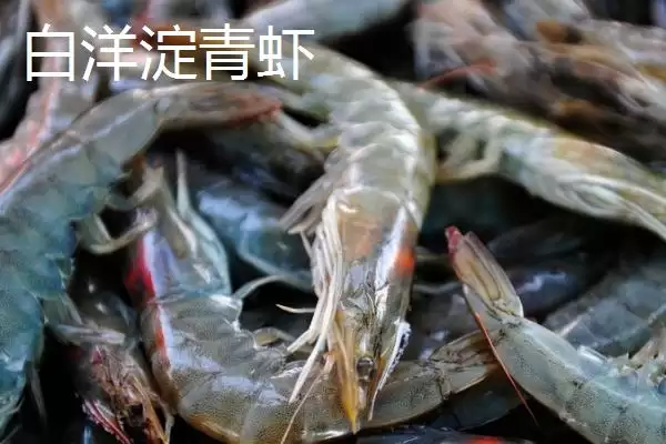 河北省安新县的特产是什么,白洋淀熏鱼是河北省安新县受喜爱特产吗插图6