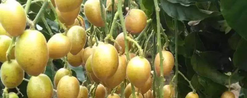 黄皮果品种问这4种真受欢迎,黄皮果品种介绍，受欢迎的是这些？-会东网