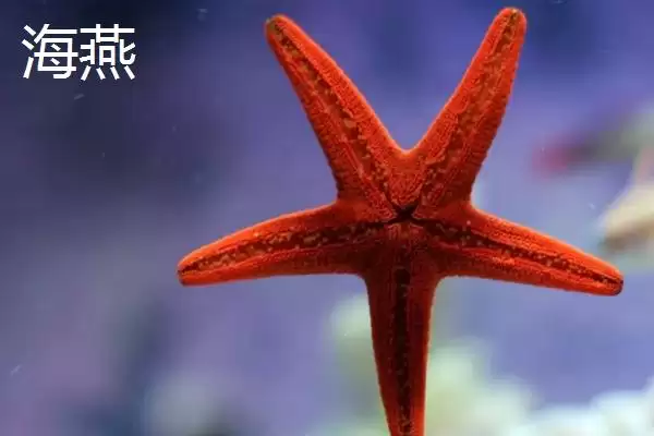 海星的产地主要在哪里呢,海星在北太平洋区域的种类数量最多吗插图1 海星的产地主要在哪里呢,海星在北太平洋区域的种类数量最多吗插图1