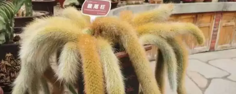 猴尾柱怎么养才能快生长呢,猴尾柱生长季每2-3月追复合肥能快生长吗-会东网