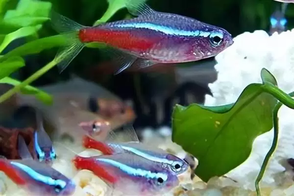 红绿灯鱼的寿命有多长呢,红绿灯鱼正常寿命为1-2年这个时长吗插图4