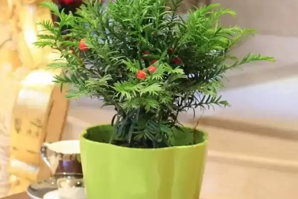 红豆杉的盆景养殖方法是啥,红豆杉盆景用稍大花盆种植来养殖吗插图4