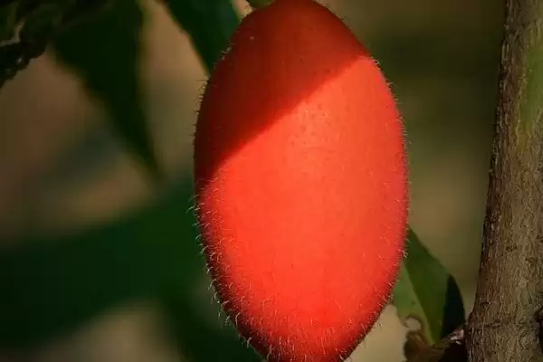 红香果的价格和种植前景,红香果一斤价格100元左右种植前景如何呢插图1