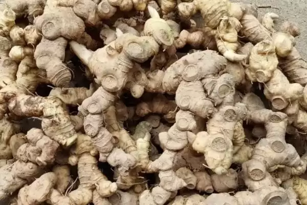 黄精鲜货产量亩产3000-4000斤,黄精鲜货亩产多少斤，产量是这个数？插图1