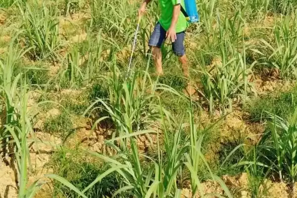 甘蔗使用除草剂误区,对甘蔗使用除草剂存在哪些误区插图1 甘蔗使用除草剂误区,对甘蔗使用除草剂存在哪些误区插图1