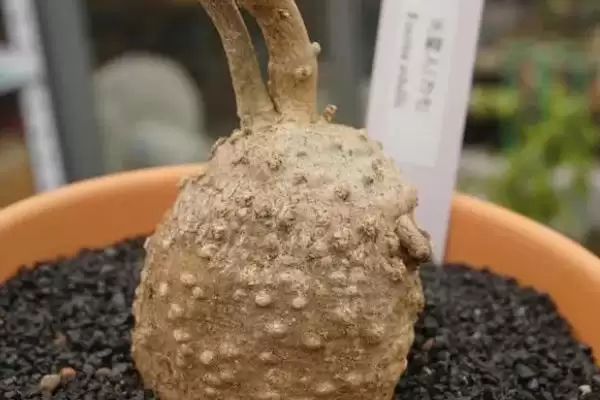 火星人植物需求喜温暖光照充足,火星人植物对生长环境的要求，是这样吗？插图3