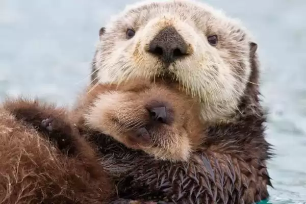 海獭经常捂眼睛是为啥呢,海獭经常捂眼睛可能为梳理毛发或保暖吗插图2 海獭经常捂眼睛是为啥呢,海獭经常捂眼睛可能为梳理毛发或保暖吗插图2