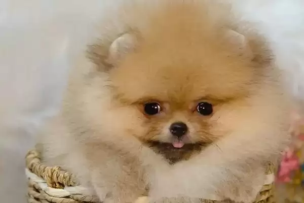 哈多利系博美犬的价格多少,哈多利系博美犬价格几千至几万元不等吗插图2
