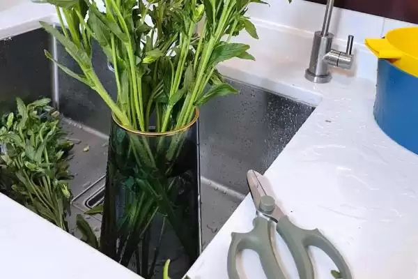 荷兰风铃草的养殖方法是啥,荷兰风铃草每隔15-20天需追施一次肥料吗插图6 荷兰风铃草的养殖方法是啥,荷兰风铃草每隔15-20天需追施一次肥料吗插图6