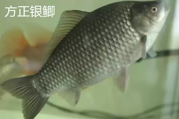 鲫鱼品种介绍土鲫高背鲫常见,鲫鱼的品种介绍，常见品种有这些？插图6