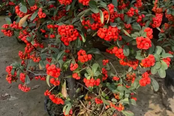 火棘树盆浇水出苗后早晚一次,火棘树盆栽多久浇一次水，浇水频率对？插图2