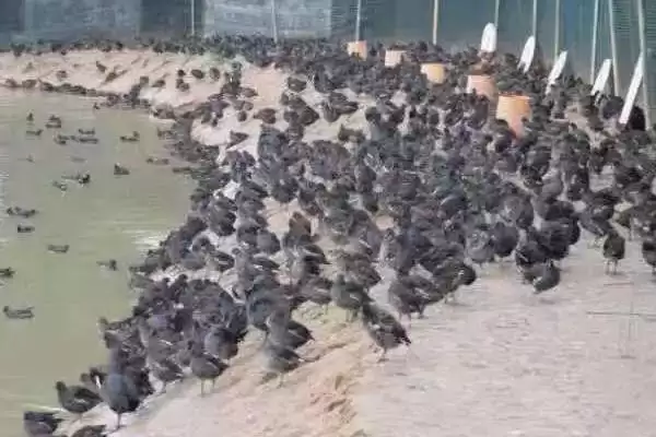 黑水鸡的养殖方法是什么呢,黑水鸡养殖先选宽阔湖地或河流场地吗插图3