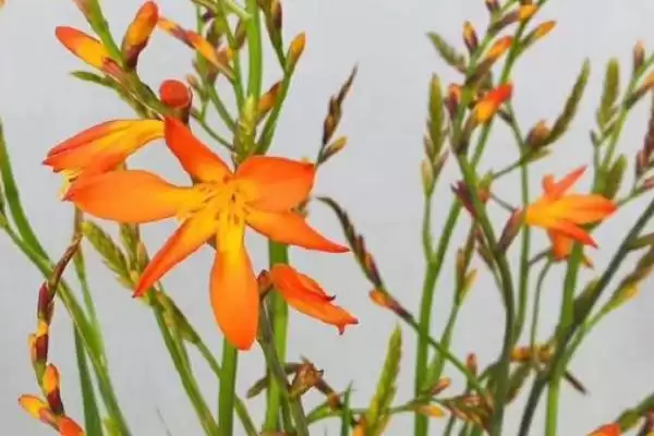 火焰兰植物问多年生草本植物,火焰兰简介，植物属性对吗？插图3