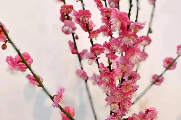 红梅的养殖方法是什么呢,红梅每月施一次稀释腐熟肥来养殖吗插图1