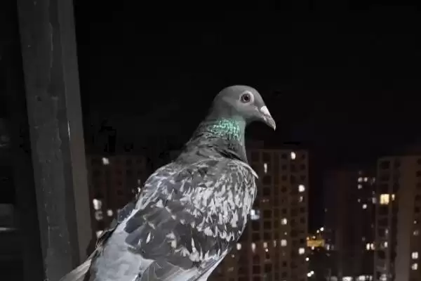 鸽子晚上视力情况问题 ,鸽子在晚上能看见东西吗，能看多插图1
