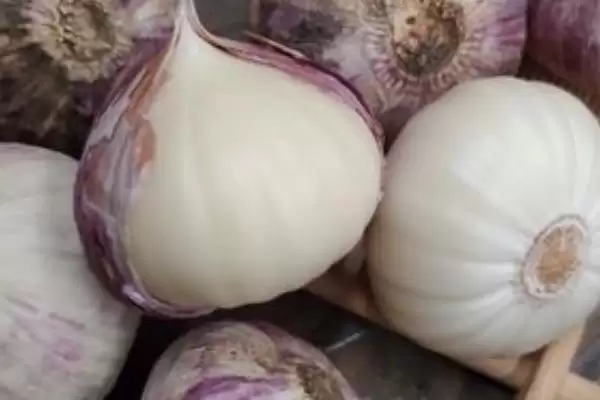 独头蒜价格贵的原因,独头蒜为什么比普通大蒜价格贵插图3